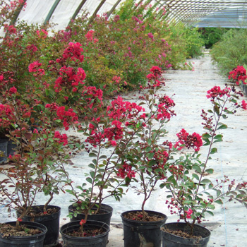 horticulture et fleurs vaucluse